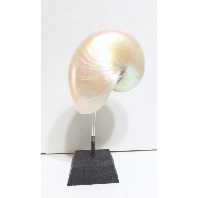 Contemporary Pearlized Nautilus Shell Mounted on Stand For Sale - Image 3 of 4