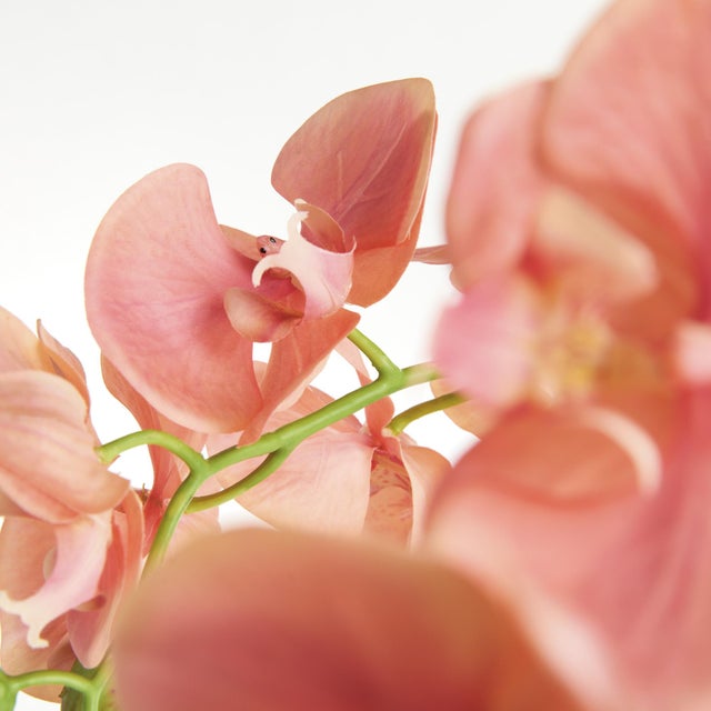 Realism Phalaenopsis Orchid Drop-In 30" For Sale - Image 3 of 5