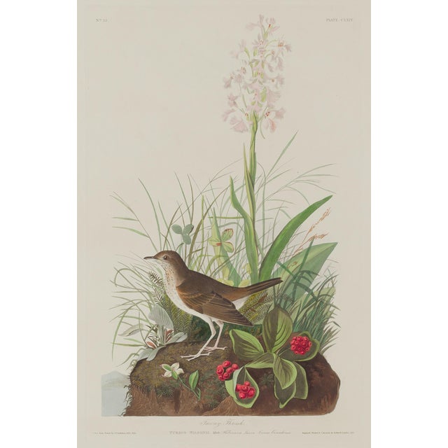 Vintage 1966 John James Audubon Double-Sided Reproduction Prints — Eagle, Falcon, Dove, Swift, Finch, Warbler, Thrush and Grackle - Collection of 4 For Sale - Image 9 of 9