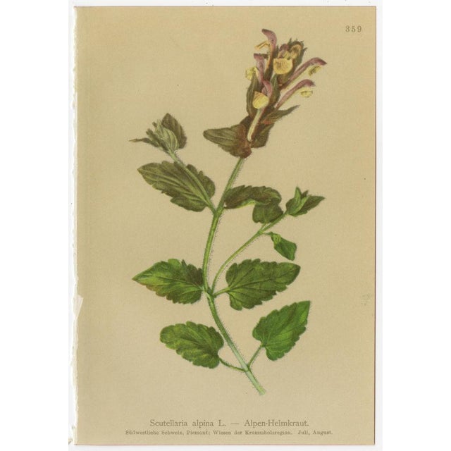 Gold Alpine Flora Botanical Illustrations, 1897, Set of 8 For Sale - Image 8 of 11