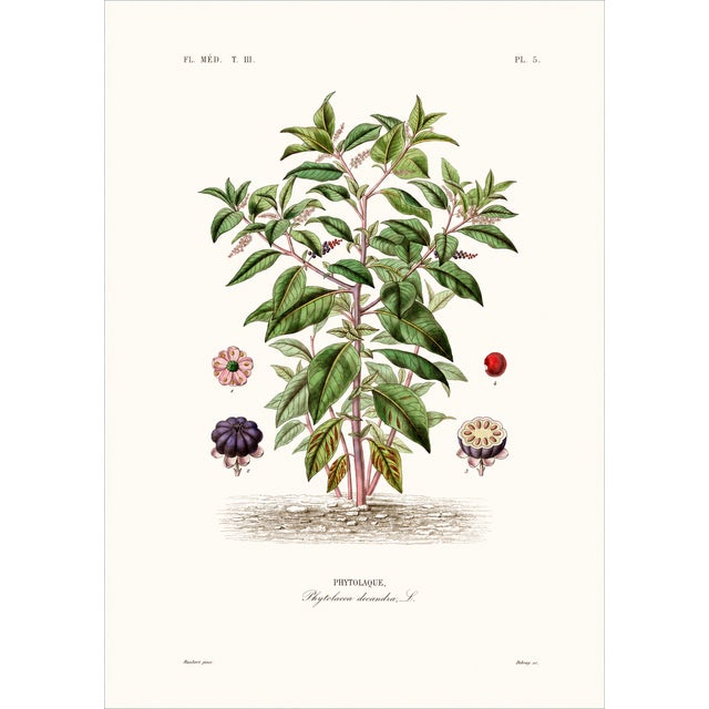 Illustration 1870 G. Dupuis Lithographs From the Vegetable Kingdom Unframed — Understated Antique Natural History Illustrations Set of 2 For Sale - Image 3 of 3