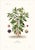 Illustration 1870 G. Dupuis Lithographs From the Vegetable Kingdom Unframed — Understated Antique Natural History Illustrations Set of 2 For Sale - Image 3 of 3