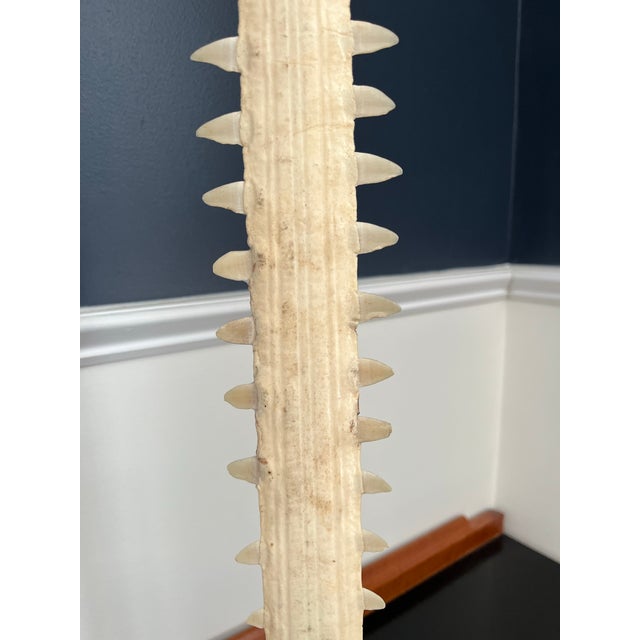 Vintage Sawfish Rostrum Sculpture on Lucite Base For Sale In New York - Image 6 of 9
