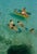 Snorkelling In Bermuda by Toni Frissell A group of children go snorkelling along side a boat, Bermuda, 1956. (Photo by...