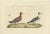 Sepp & Nozeman, Bird Illustration of the Red or Grey Phalarope, 1829, Print For Sale