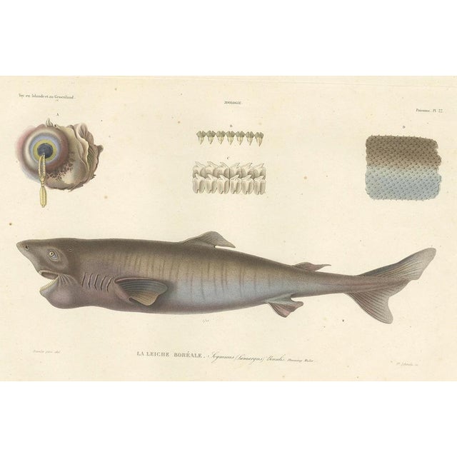 Antique print of greenland shark with detail views – paris, circa 1845 this finely detailed hand-colored lithograph...