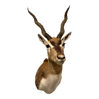 Vintage African Gazelle Shoulder Mount Taxidermy With Horns For Sale