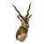 Vintage African Gazelle Shoulder Mount Taxidermy With Horns For Sale