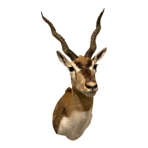 Vintage African Gazelle Shoulder Mount Taxidermy With Horns