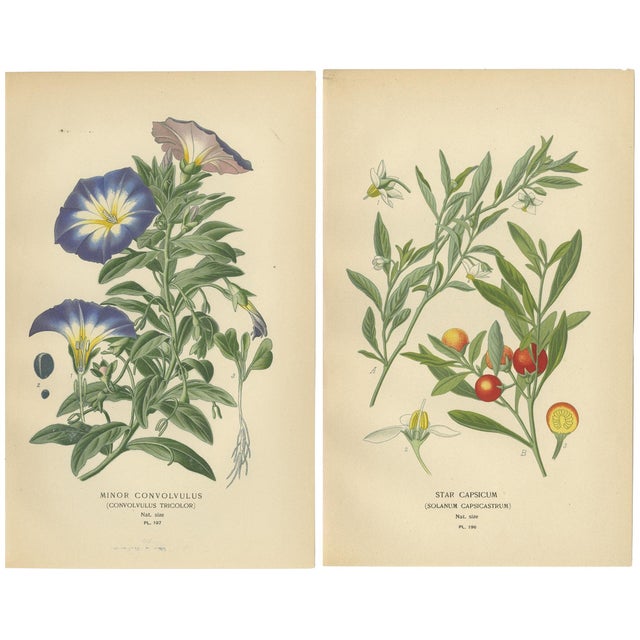 Dwarf Morning Glory and Star Capsicum, 1897, Paper, Set of 2 For Sale