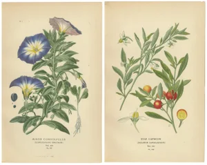 Dwarf Morning Glory and Star Capsicum, 1897, Paper, Set of 2