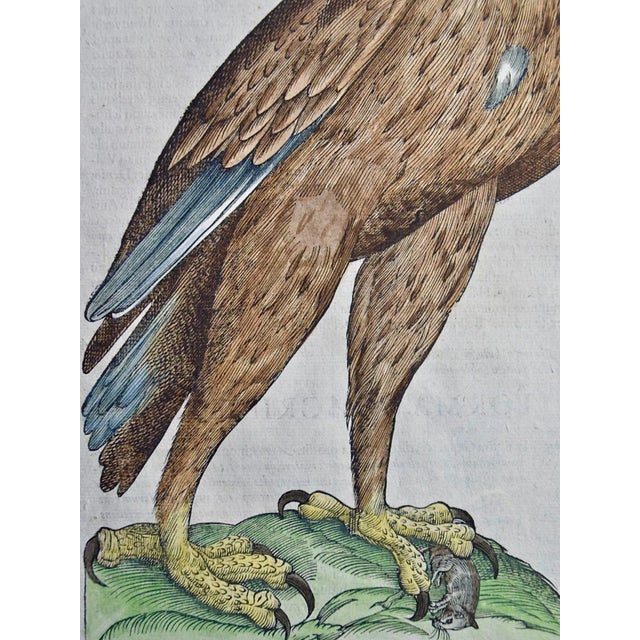 Eagle: A 16th/17th Century Hand-Colored Engraving by Aldrovandi, 1599 For Sale - Image 4 of 5