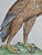 Eagle: A 16th/17th Century Hand-Colored Engraving by Aldrovandi, 1599 For Sale - Image 4 of 5