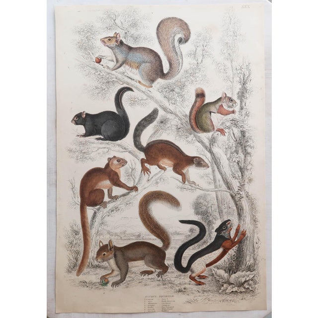 After Cpt. Brown, Big Cat Illustrations, 1835, Prints, Set of 12 For Sale - Image 11 of 14