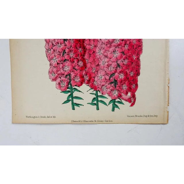 Antique circa 1870's hand colored botanical lithograph book plate of pink Hyacinth flowers by Worthington G. Smith,...