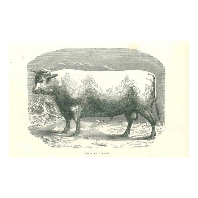 Paul Gervais, The Ox, Lithograph, 1854 For Sale