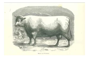 Paul Gervais, The Ox, Lithograph, 1854