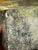 Joosii (Josie) Pisuktie (b.1901) Inuit Serpentine Stone Kudlik | Mid-20th Century, Signed ᔪᓯ E7-404 For Sale - Image 13 of 17