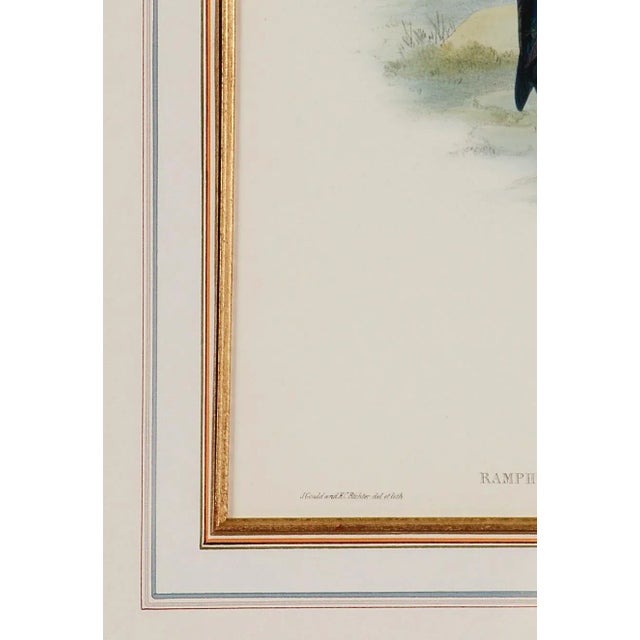 Thorn-Bill Hummingbirds: A Framed 19th C. Hand-Colored Lithograph by Gould, 1862-1873 For Sale - Image 4 of 5