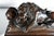 Brown 1940s Lions of Lucerne Carved Mahogany Bookends - a Pair For Sale - Image 8 of 9