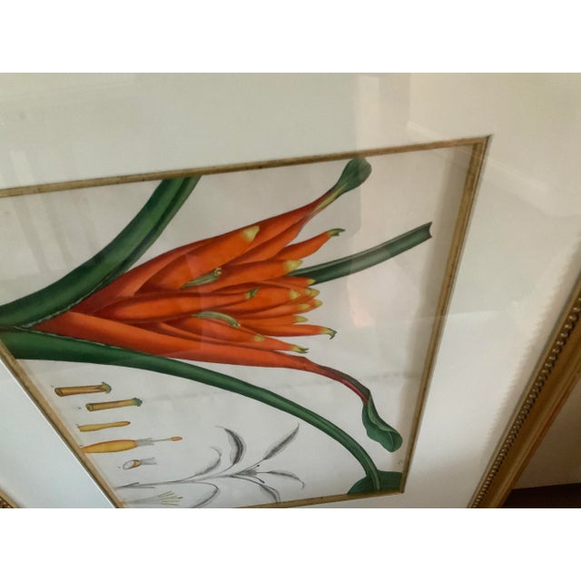 Traditional Double Matted Framed Botanical Illustration of Strelitziareginea – Bird of Paradise Crane Flower For Sale - Image 3 of 8