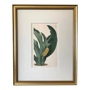 Antique Original Hand Colored Curtis Floral Botanical Etching 1806 Yellow Flower