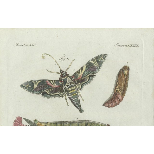 Bertuch, Exotic Moths and Caterpillars, 1800, Engraving For Sale - Image 4 of 9