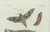 Bertuch, Exotic Moths and Caterpillars, 1800, Engraving For Sale - Image 4 of 9