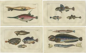 Gottlieb Tobias Wilhelm, Snake Blenny, Lumpfish and Snipefish, 1832, Paper, Set of 4