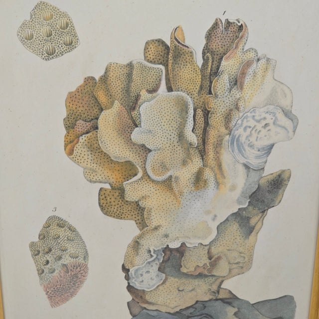 Vintage Coastal Coral Specimen Framed Print For Sale In West Palm - Image 6 of 11