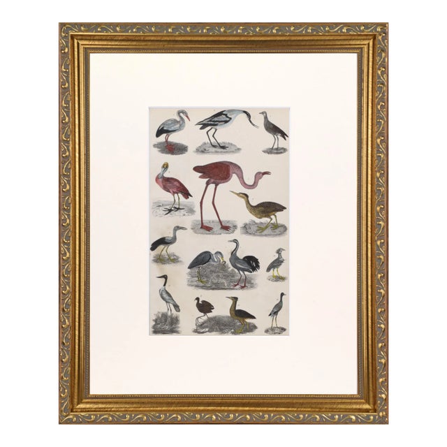 19th Century English Hand Colored Shore Bird Engraving With Flamingo by Goldsmith For Sale