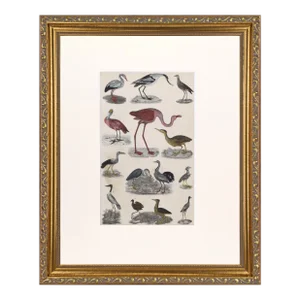19th Century English Hand Colored Shore Bird Engraving With Flamingo by Goldsmith