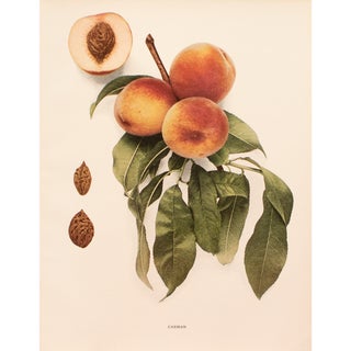 1900s U. P. Hedrick, Original Antique Photogravure of Carman Peaches For Sale
