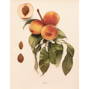 1900s U. P. Hedrick, Original Antique Photogravure of Carman Peaches