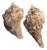 Pair Vintage Natural Horse Conch Seashell Specimen Organic Decor For Sale