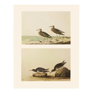 1966 Purple and Pectoral Sandpipers After John James Audubon