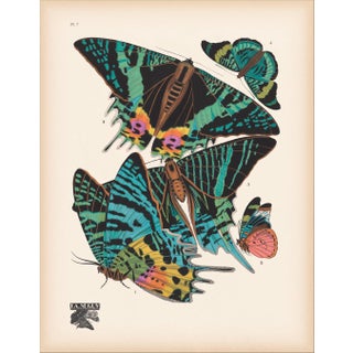 Papillons (Butterflies) Plate 7 Giclee Reproducion Art Print by Emile Allian Séguy For Sale