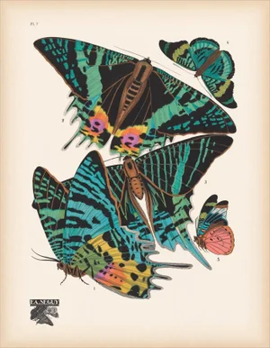 Papillons (Butterflies) Plate 7 Giclee Reproducion Art Print by Emile Allian Séguy