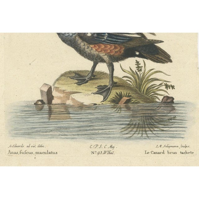 Dark and Spotted Duck by Seligmann, 1770s, Engraving on Paper For Sale - Image 3 of 6