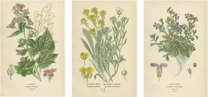 Edward Step, Botanical Triptych, 1896, Paper, Set of 3