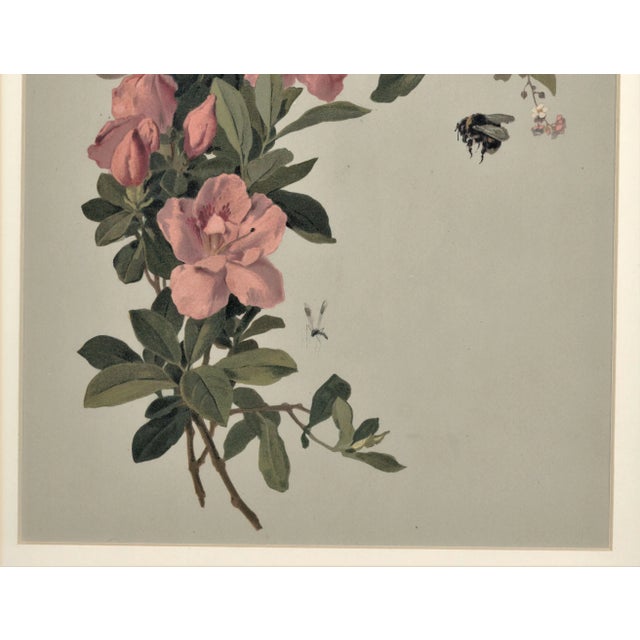 French C1880 French Botanical Chromolithgraph, Matted For Sale - Image 3 of 5
