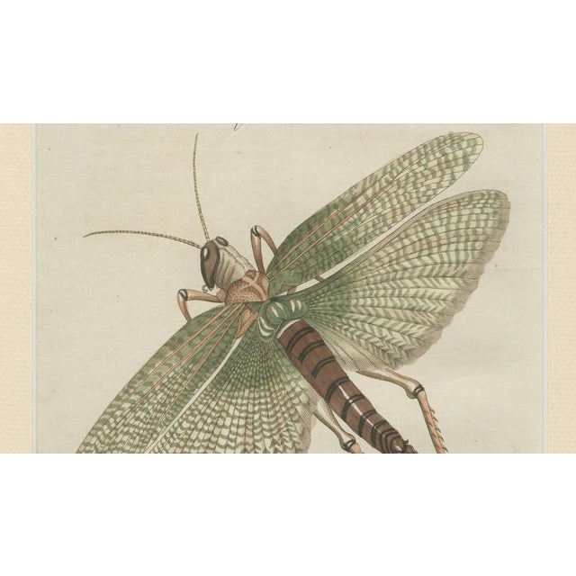 Early 19th Century Bertuch, Giant Locust & Grasshopper, 1800, Engraving For Sale - Image 5 of 13