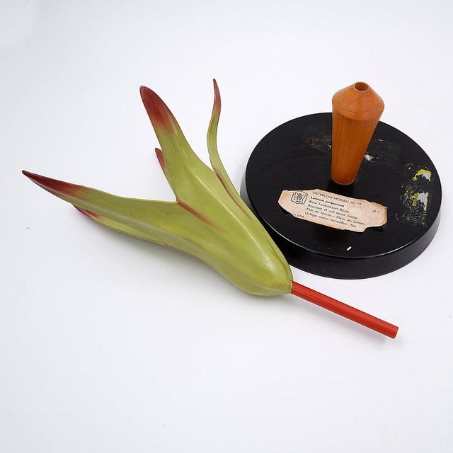 Plastic Vintage German Botanical Model of the Lamium Purpureum Flower, 1930s For Sale - Image 7 of 12