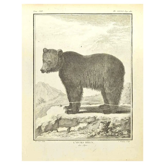 Pierre Charles Baquoy, L'Ours Brun, Etching, 1771 For Sale