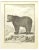 Pierre Charles Baquoy, L'Ours Brun, Etching, 1771 For Sale