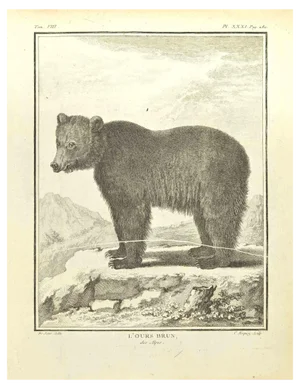 Pierre Charles Baquoy, L'Ours Brun, Etching, 1771