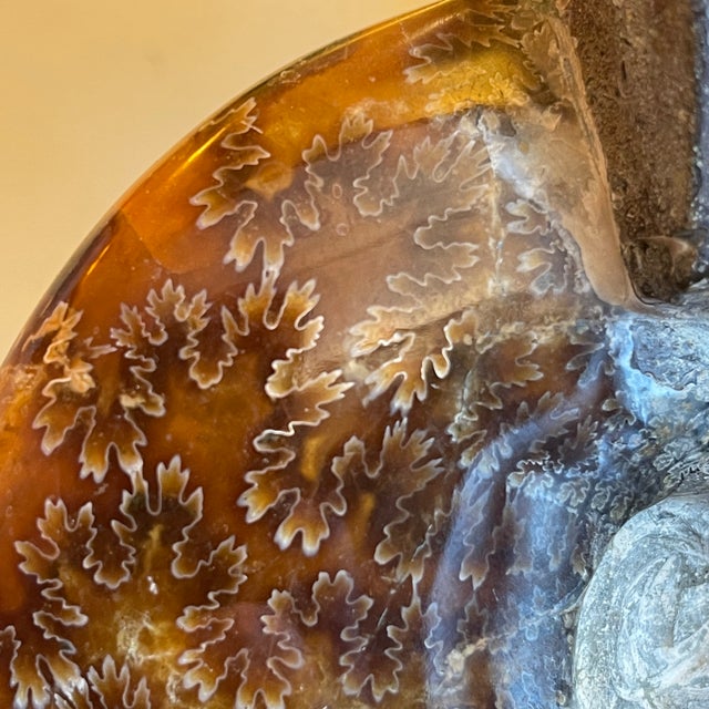 Metal Vintage Hollywood Regency Ammonite Lamp in Gilded Brass and Black Lacquered Wood from Maison Jansen, 1970 For Sale - Image 7 of 18