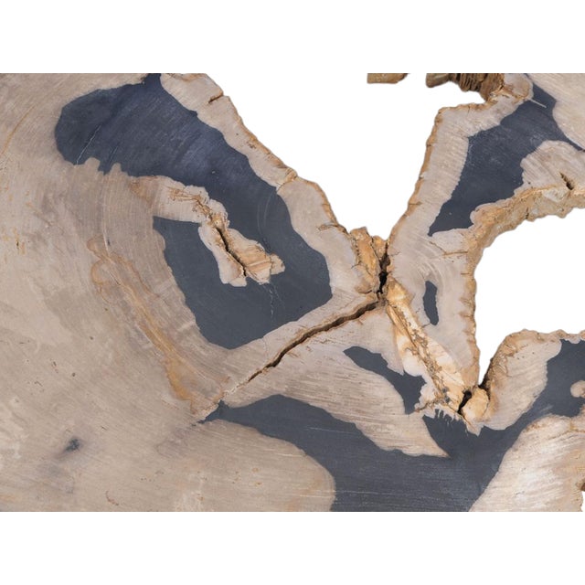 Contemporary Petrified Wood Coffee Table by Xyleia Petrified Wood For Sale - Image 3 of 5