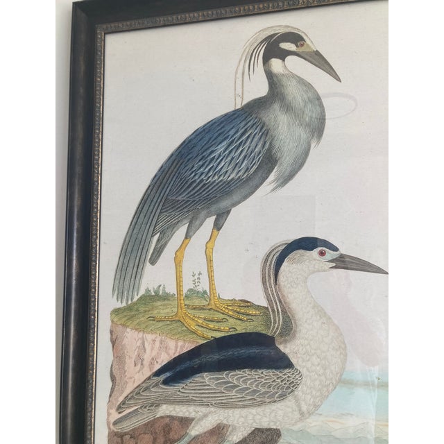 Audubon 3 Bird Print Framed For Sale - Image 9 of 15