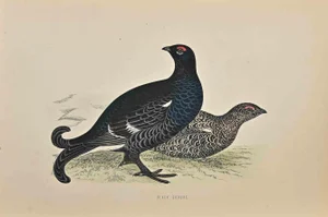 Alexander Francis Lydon, Black Grouse, Woodcut Print, 1870